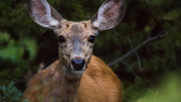 A deer vigilantly scans for danger.